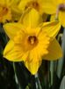 Daffodil